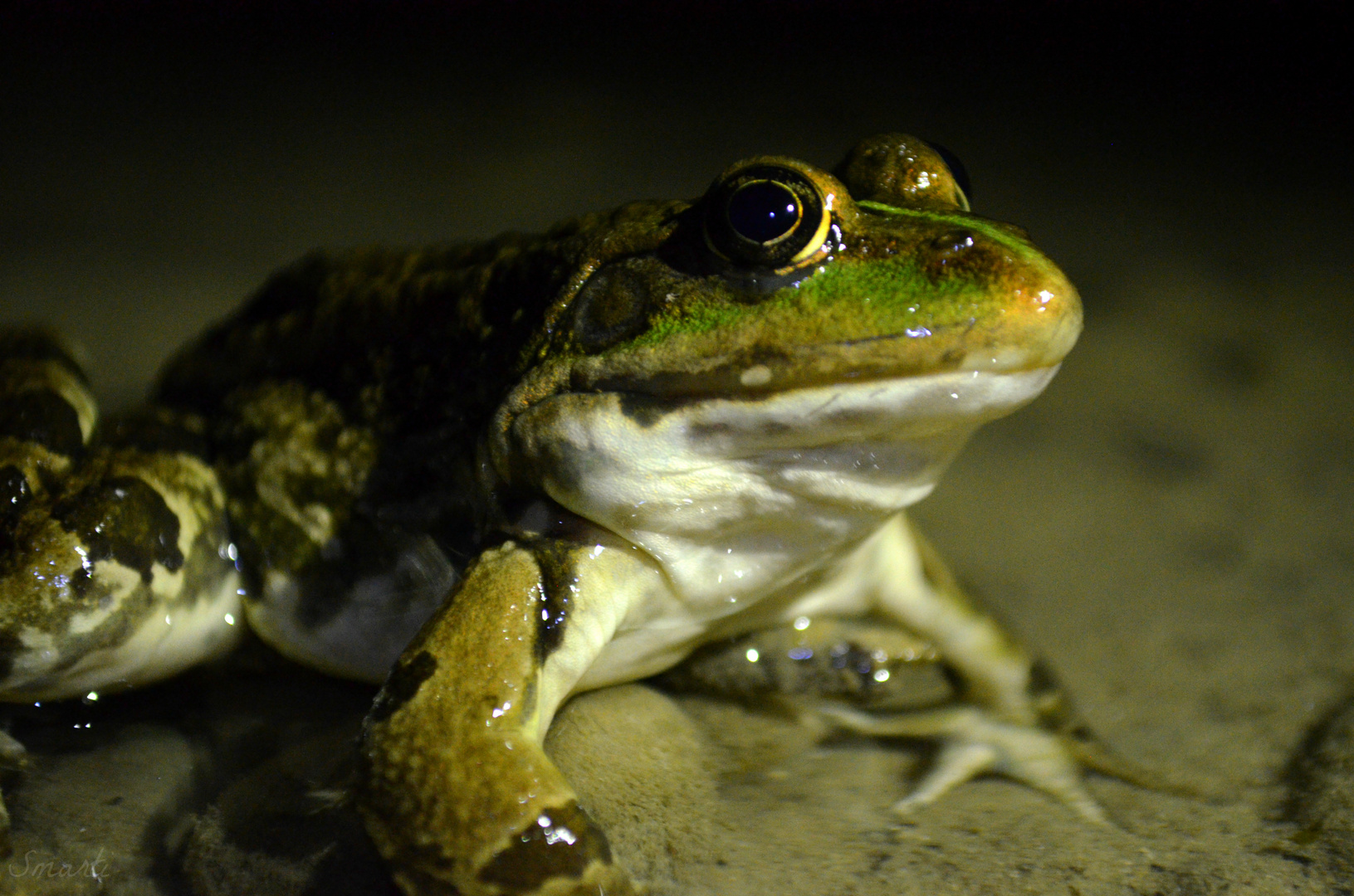 Der grüne Frosch