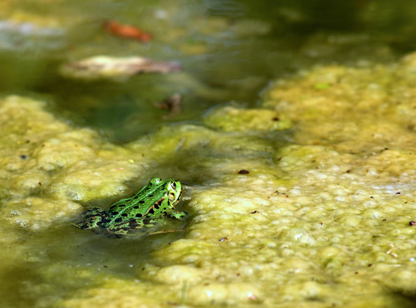 Der grüne Frosch im Teich