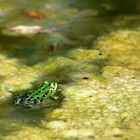 Der grüne Frosch im Teich