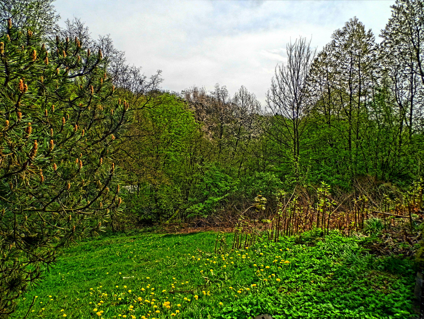 Der grüne Garten