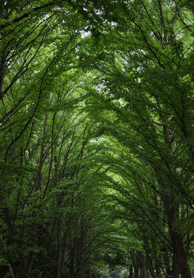 Der grüne Himmel