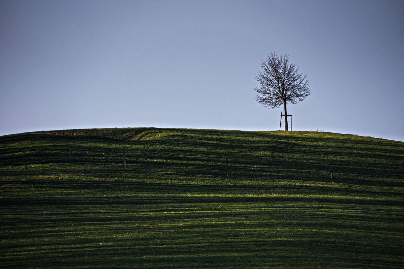 der grüne Hügel und der Baum