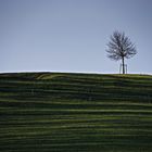 der grüne Hügel und der Baum