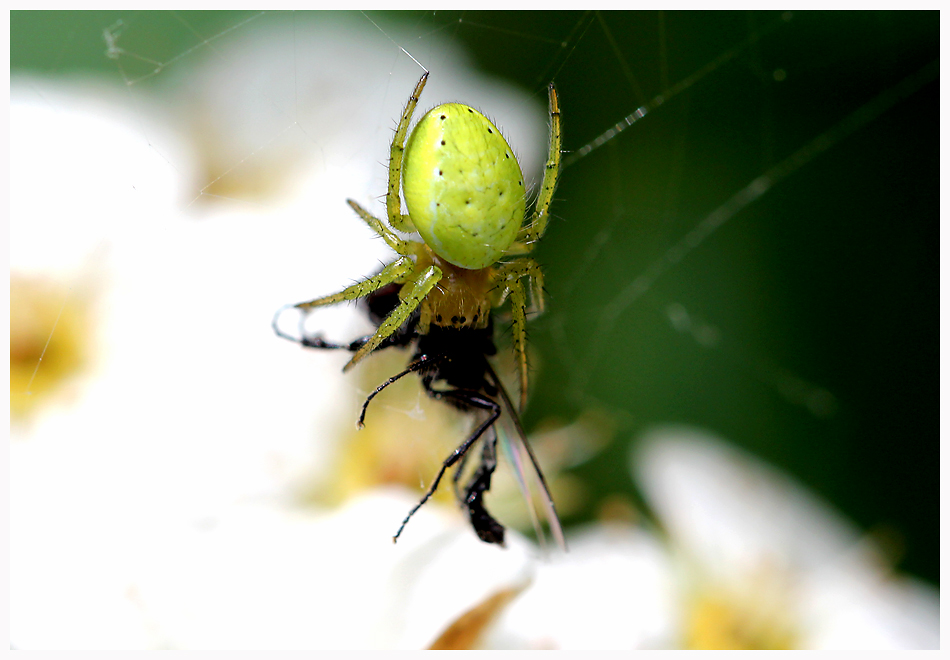 Der grüne Killer im Garten