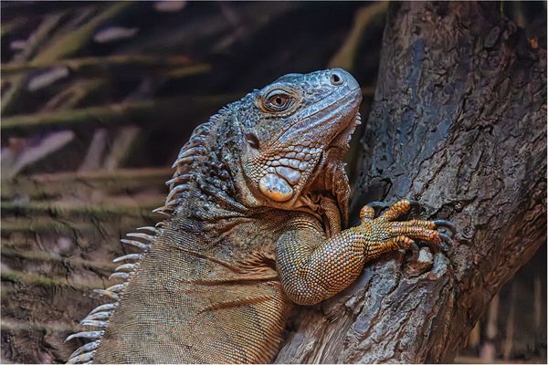 Der Grüne Leguan hat kurz inne gehalten.