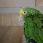Der Grüne Papagei grinst