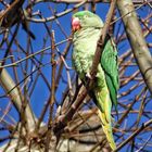 der grüne Papagei in Wiesbaden-Biebrich 