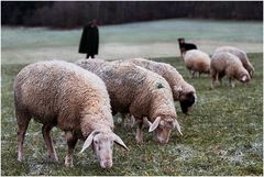 Der grüne Punkt ;-)