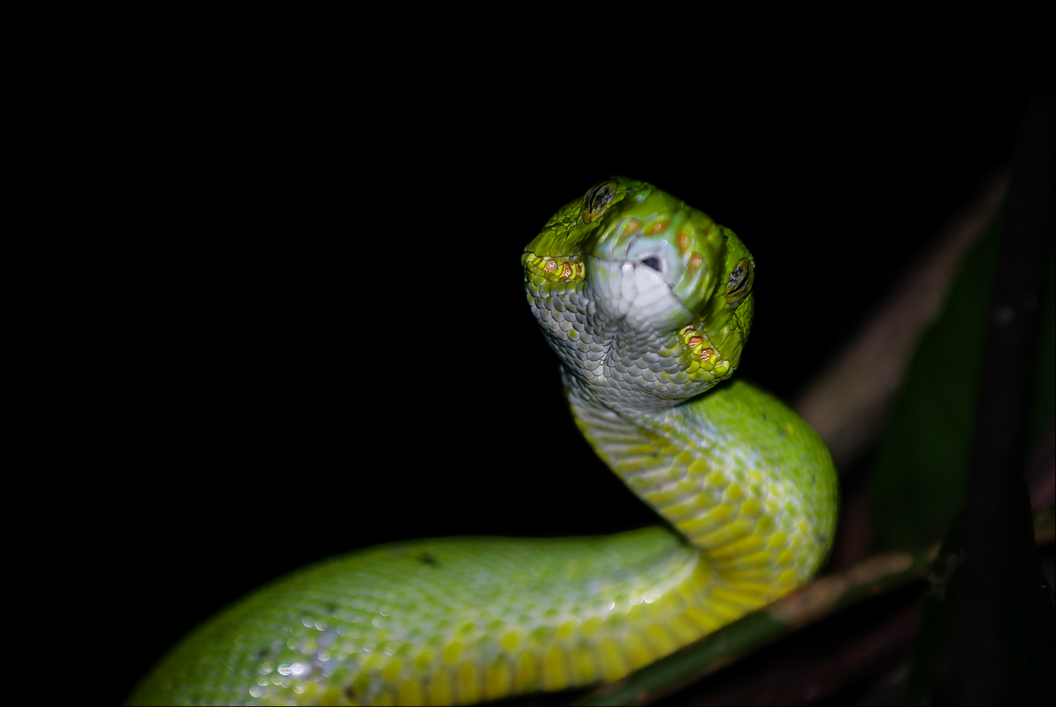 Der grüne Python