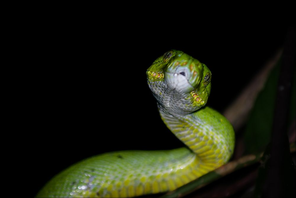 Der grüne Python