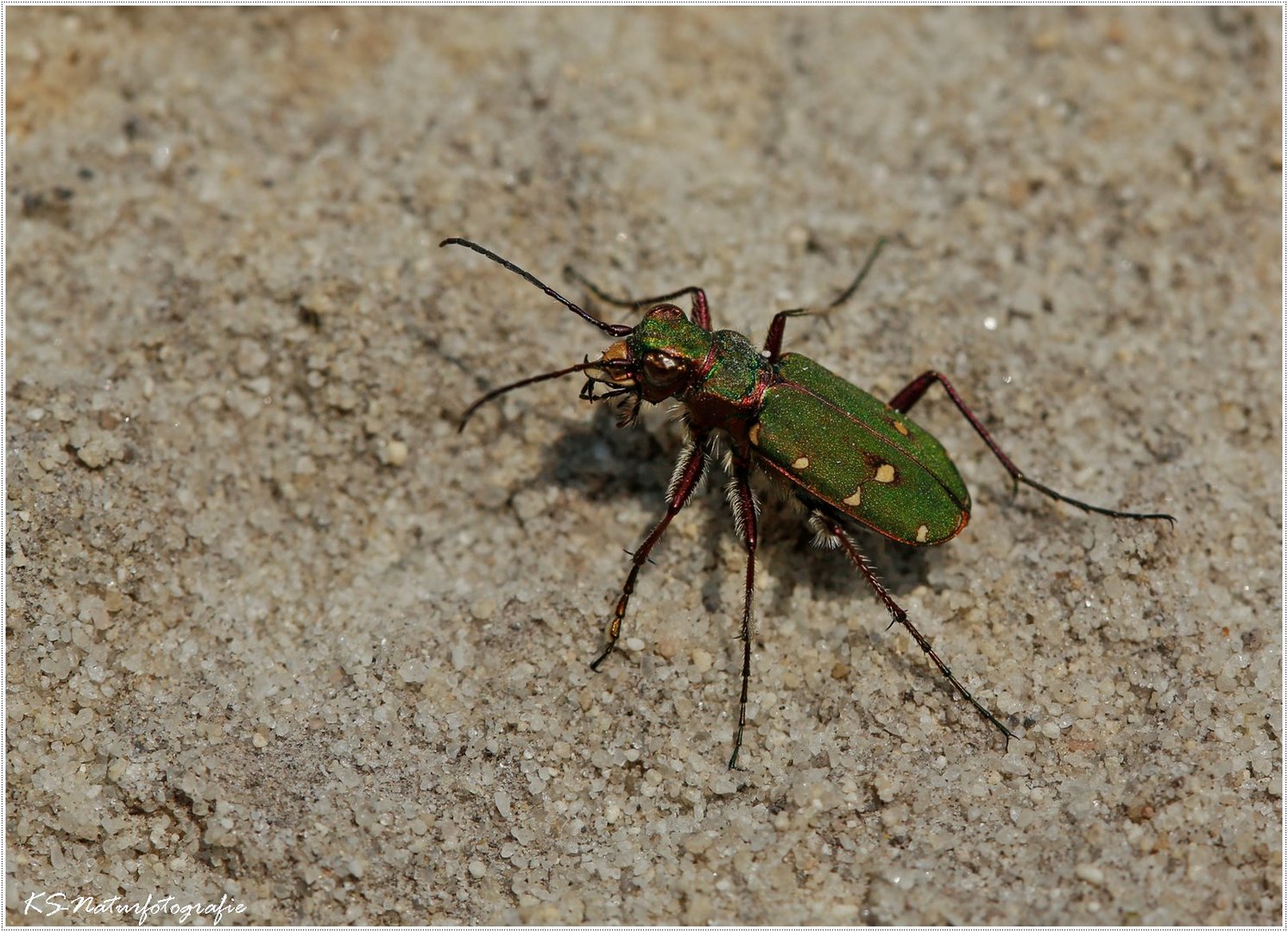 Der grüne Sandlaufkäfer ... the green Tiger beetle