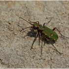 Der grüne Sandlaufkäfer ... the green Tiger beetle