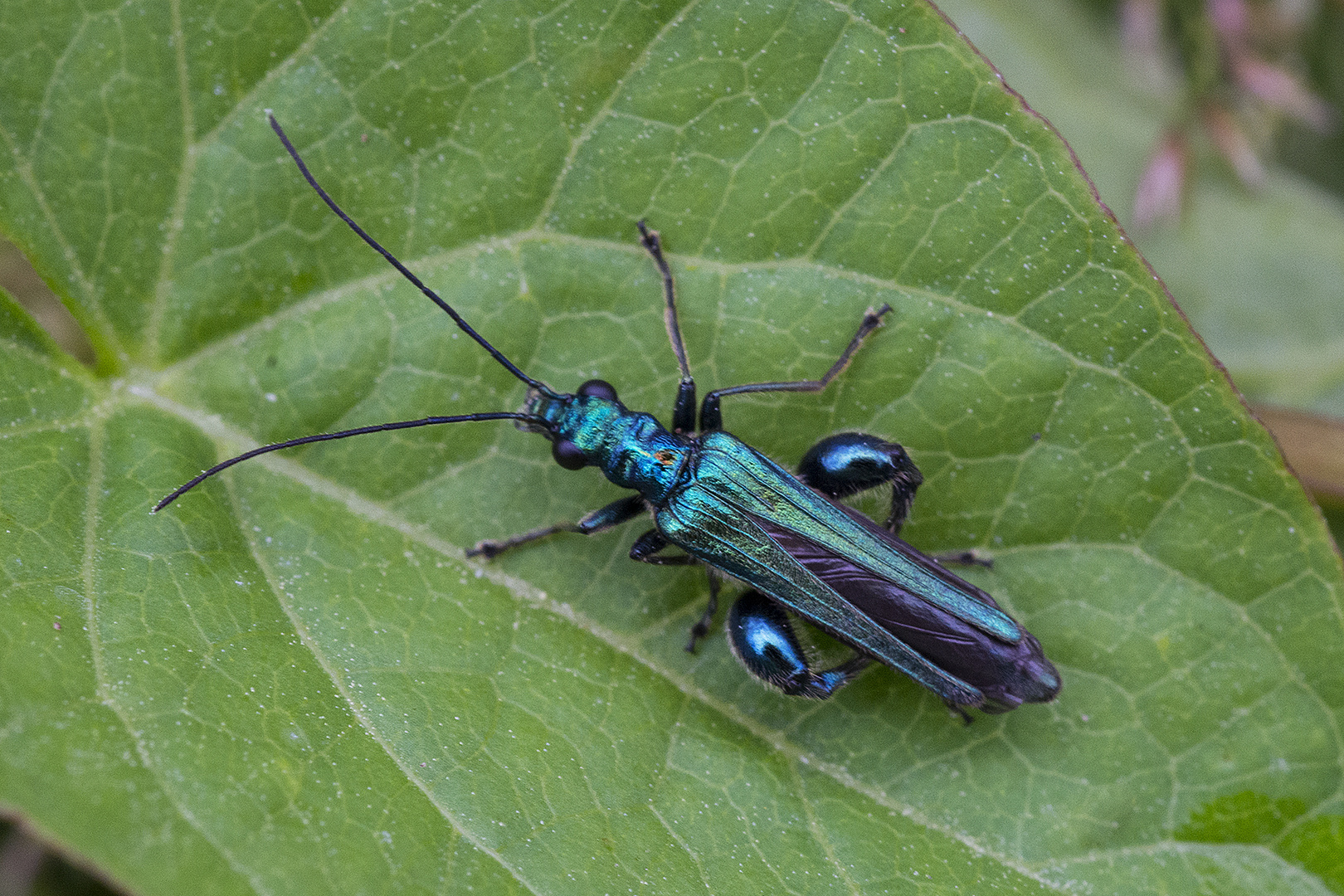 Der Grüne Scheinbockkäfer (Oedemera nobilis) gehörte . . .