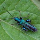 Der Grüne Scheinbockkäfer (Oedemera nobilis) gehörte . . .