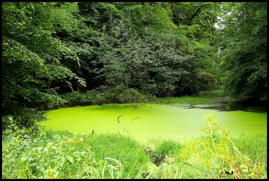 Der grüne See