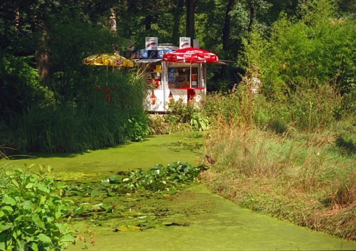 der grüne Teich