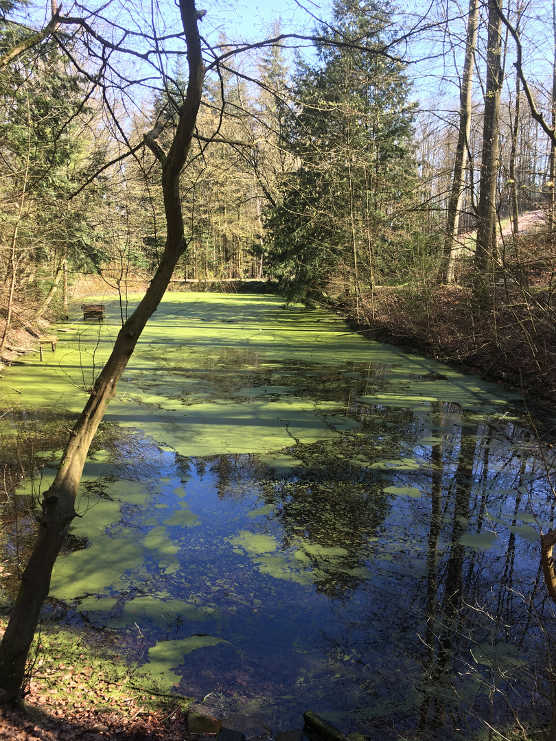 der grüne Teich