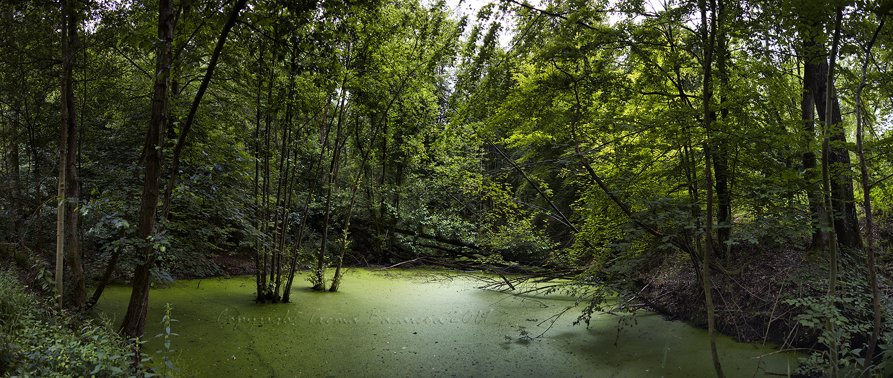 Der grüne Teich (La charca verde)