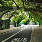 Der grüne Tunnel