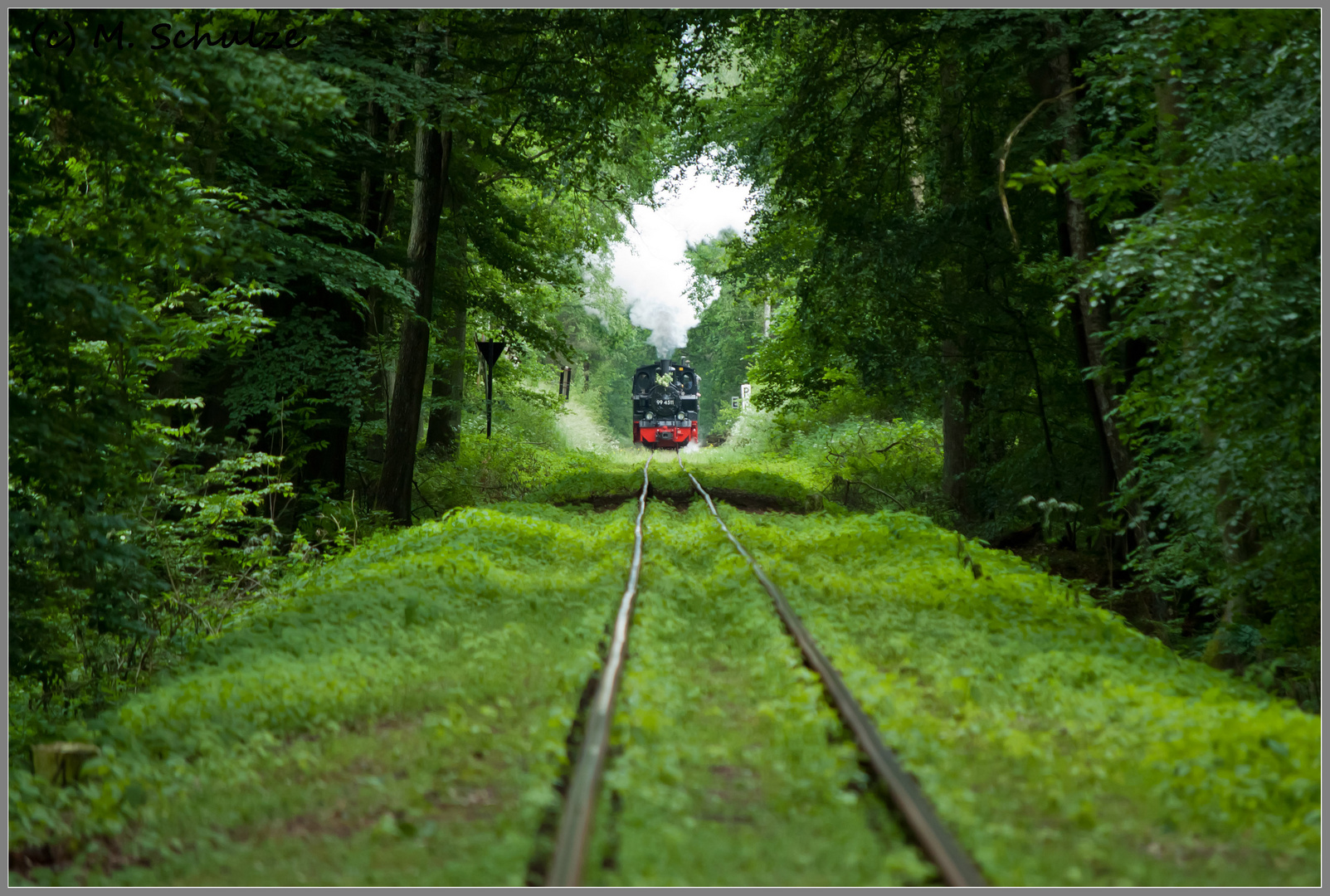 der grüne Tunnel