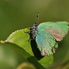 Der Grüne unter den Blauen