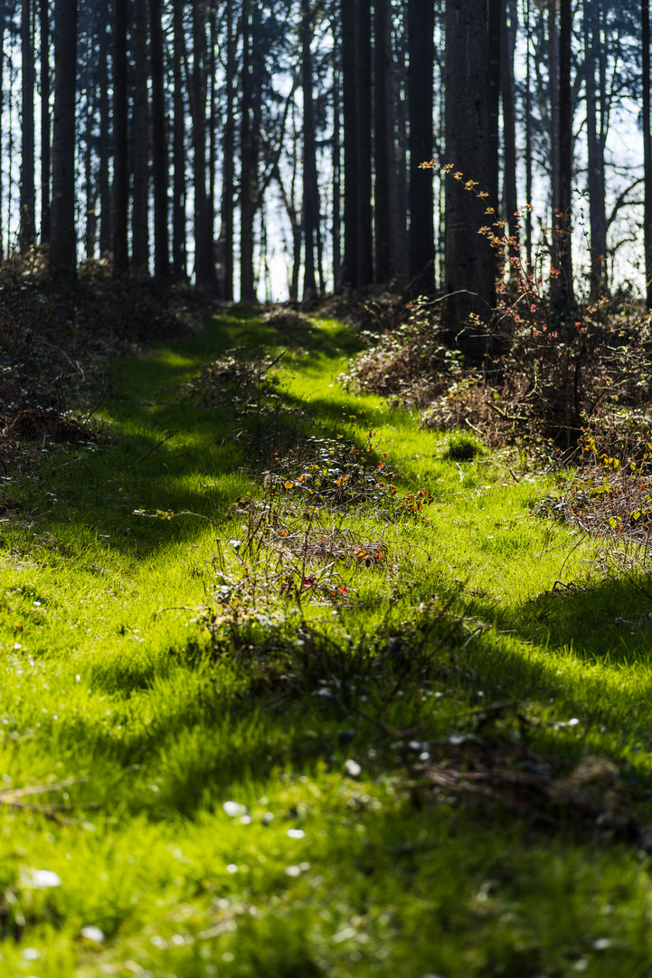 Der grüne Weg