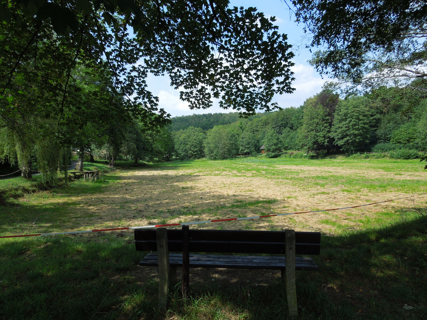 Der grüne Weiher