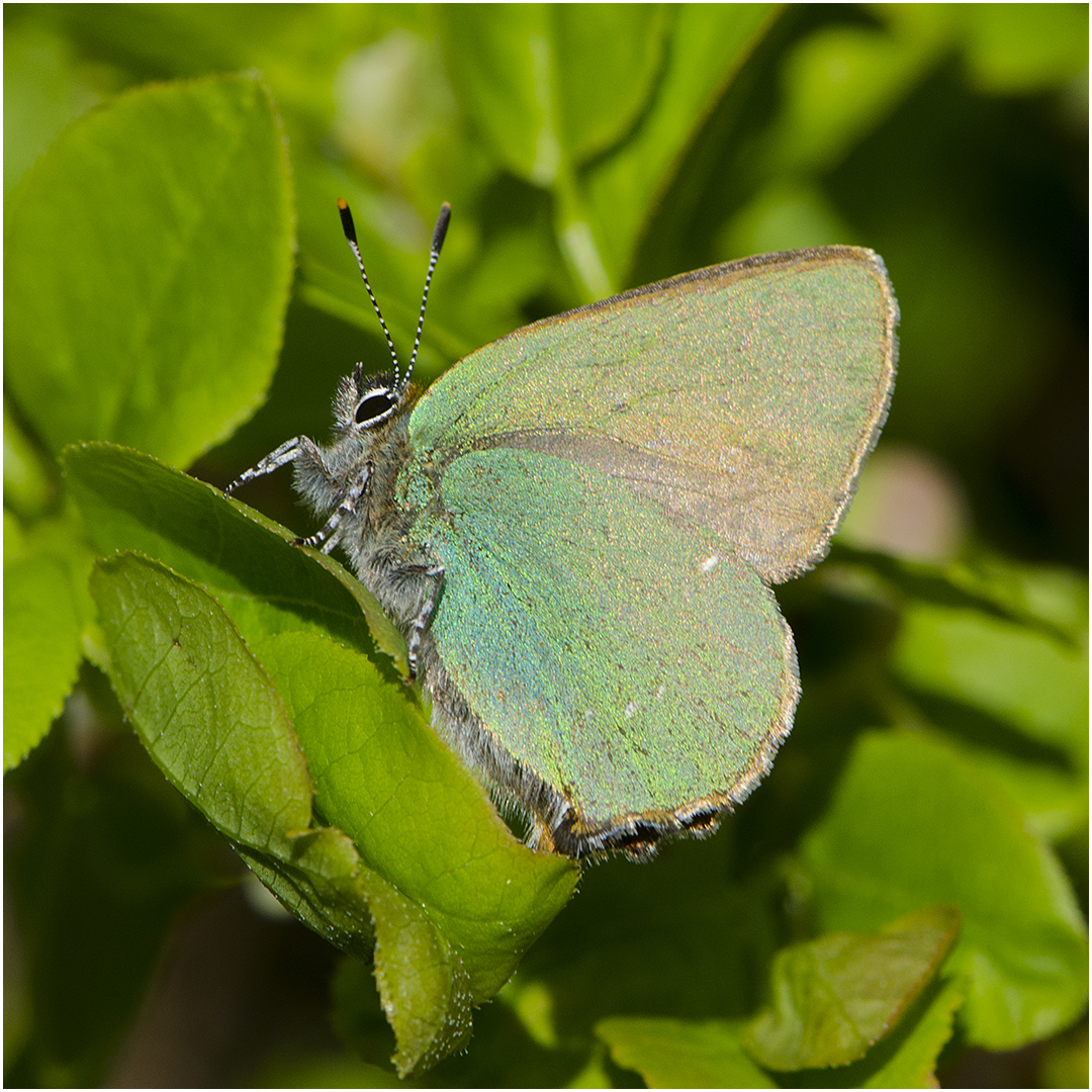 Der Grüne Zipefelfalter (Callophrys rubi) . . .