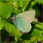 Der Grüne Zipefelfalter (Callophrys rubi) . . .