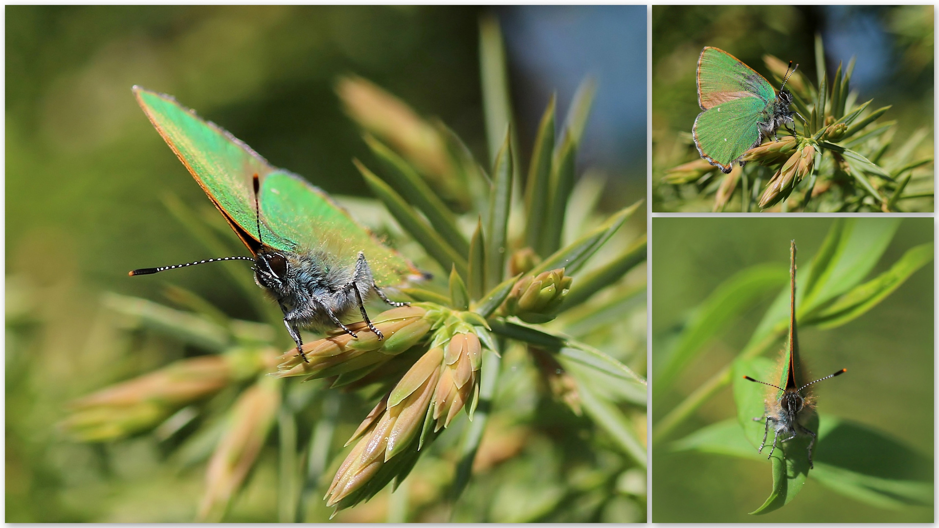 Der Grüne Zipfelfalter (Callophrys rubi)...