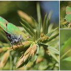 Der Grüne Zipfelfalter (Callophrys rubi)...