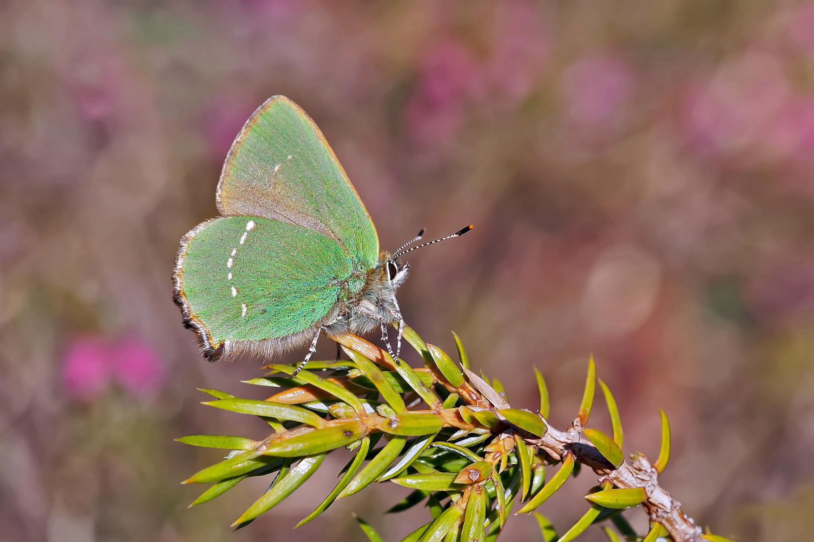 Der Grüne Zipfelfalter (Callophrys rubi) und seine Raupe. - La Thècle de la ronce et sa chenille.