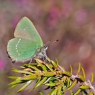 Der Grüne Zipfelfalter (Callophrys rubi) und seine Raupe. - La Thècle de la ronce et sa chenille.