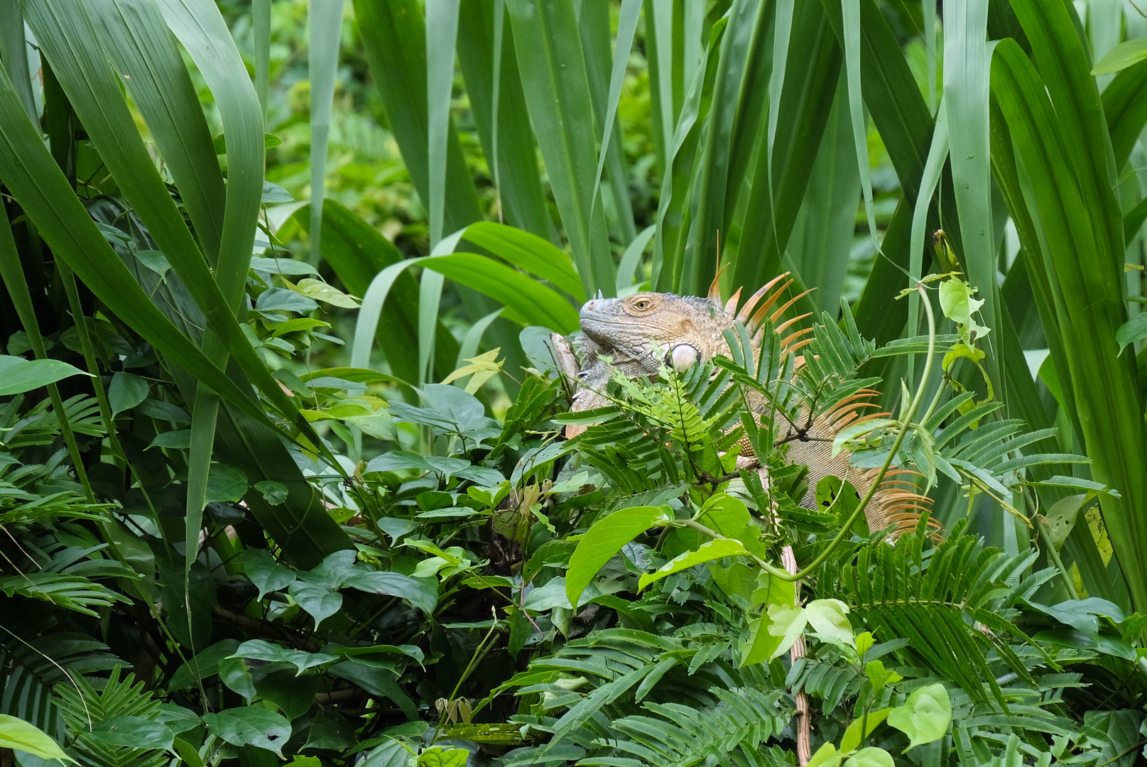 ...der grüner Leguan...