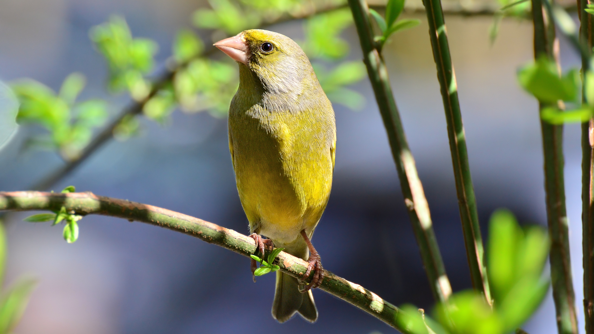 Der Grünfing.....              (Chloris chloris)