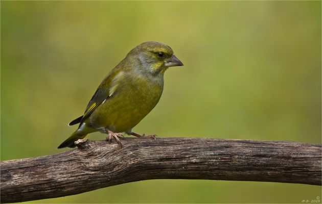 Der Grünfink ...