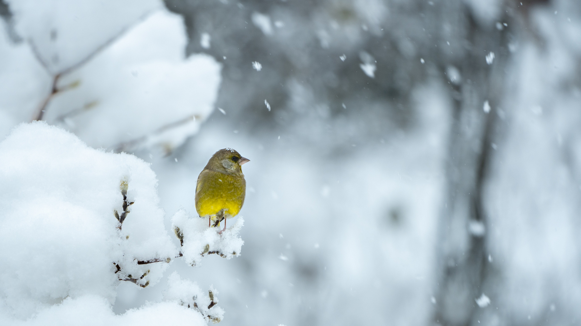 Der Grünfink bringt ein Leuchten in die Schneelandschaft