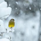 Der Grünfink bringt ein Leuchten in die Schneelandschaft