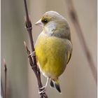 Der Grünfink (Carduelis chloris)