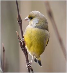 Der Grünfink (Carduelis chloris)