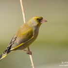 Der Grünfink (Carduelis chloris),