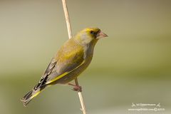 Der Grünfink (Carduelis chloris),