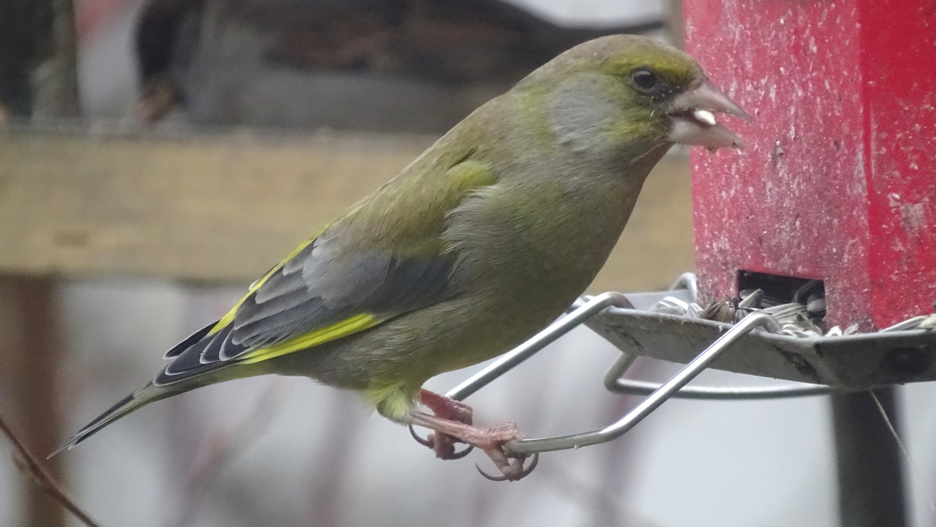 der Grünfink (Carduelis chloris) zu Besuch...