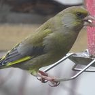 der Grünfink (Carduelis chloris) zu Besuch...