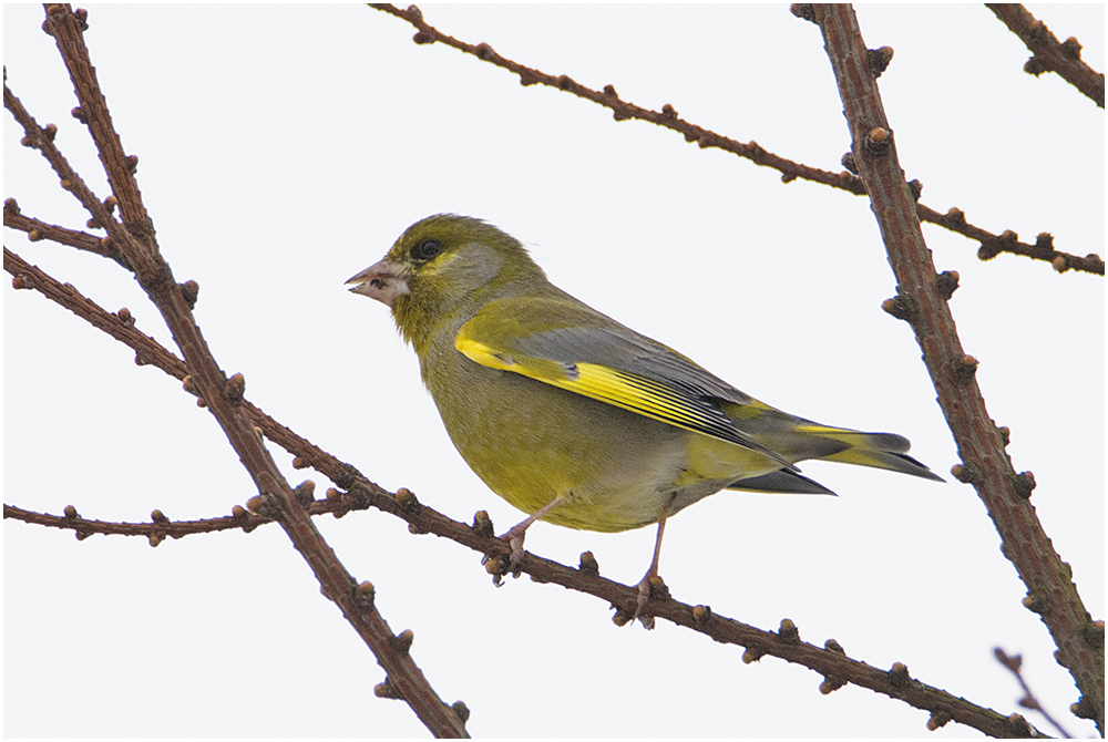 Der Grünfink (Chloris chloris). . .