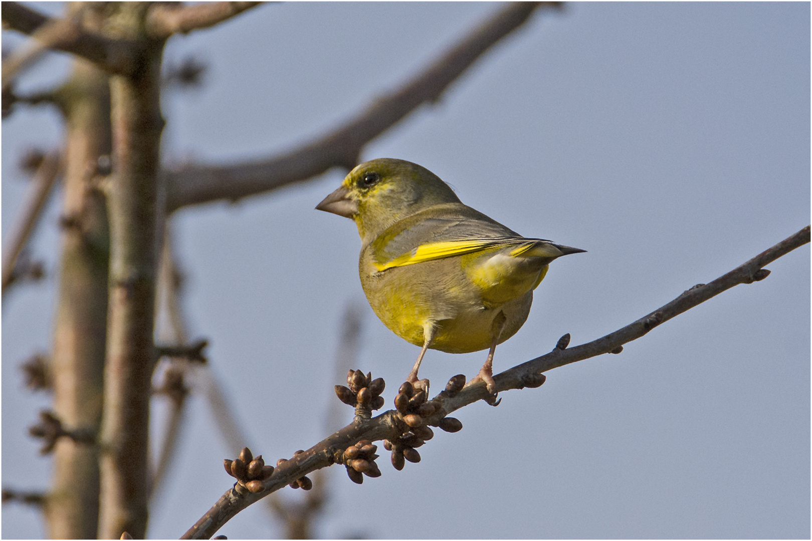 Der Grünfink  (Chloris chloris, Syn.: Carduelis chloris) . . .