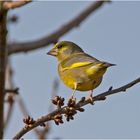 Der Grünfink  (Chloris chloris, Syn.: Carduelis chloris) . . .