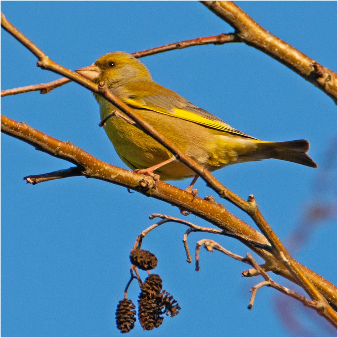 Der Grünfink (Chloris chloris, Syn.: Carduelis chloris) . . .