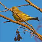 Der Grünfink (Chloris chloris, Syn.: Carduelis chloris) . . .