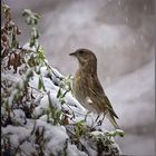 Der Grünfink im Winter